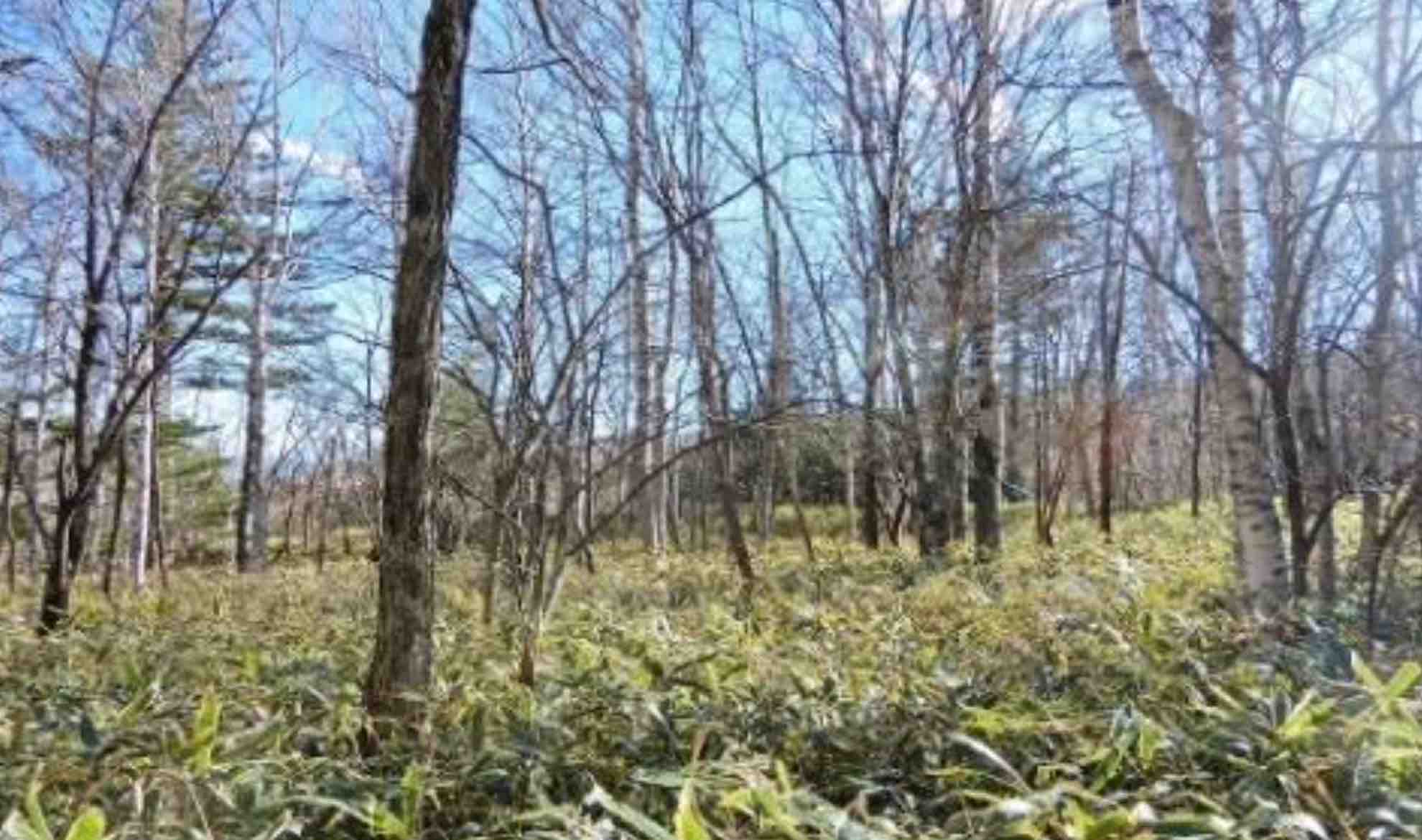 八ヶ岳高原の土地の外観1