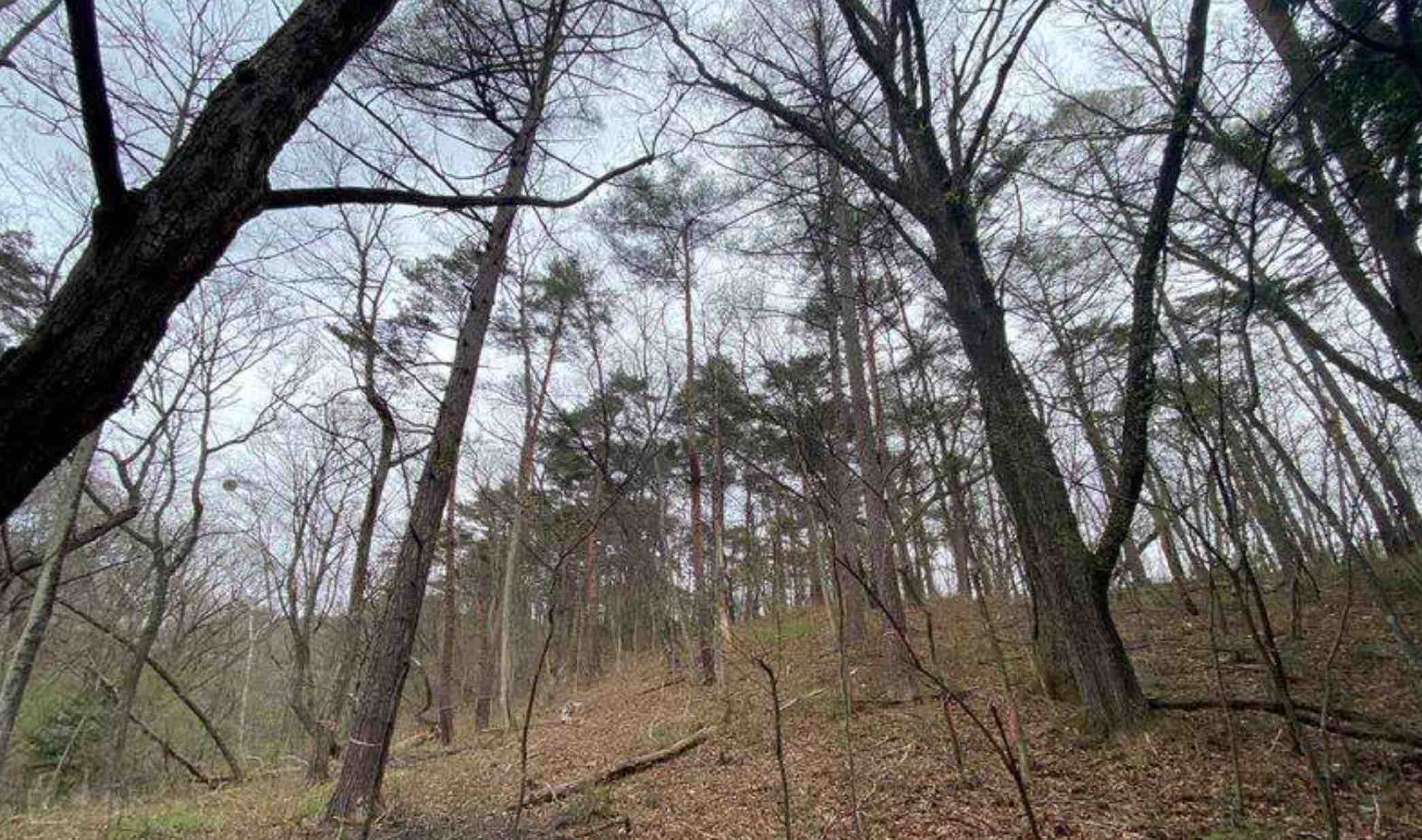 長野県北佐久郡軽井沢の土地の外観2（前面道路の様子）